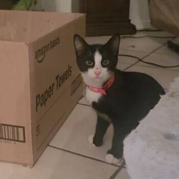 Wario -  Domestic Short Hair Cat for Adoption in Kingman, Arizona - Wario | PetCurious