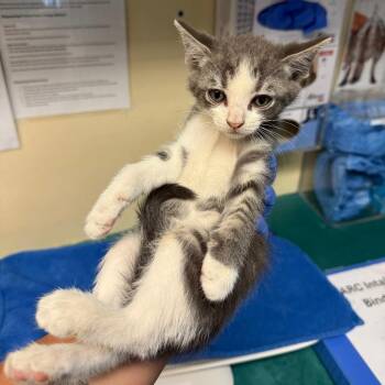 Corbin -  Domestic Short Hair Cat for Adoption in Pasadena, California - Corbin | PetCurious