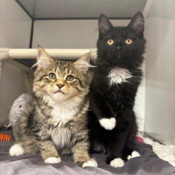 Valegro -  Maine Coon Cat for Adoption in Puslinch, Ontario - Valegro | PetCurious