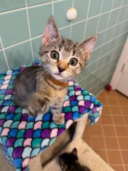 Daisy -  Domestic Short Hair Cat for Adoption in Richland Hills, Texas - Daisy | PetCurious