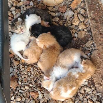 Domestic Short Hair Cats Available for Adoption in Branson, Missouri - Kit 4 | PetCurious