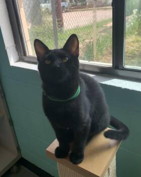Pinto -  Domestic Short Hair Cat for Adoption in Bisbee, Arizona - Pinto | PetCurious