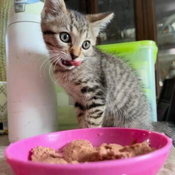 Princess -  Domestic Short Hair Cat for Adoption in Prosper, Texas - Princess | PetCurious