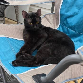 Houdini -  Domestic Short Hair Cat for Adoption in Ben Avon, Pennsylvania - Houdini | PetCurious