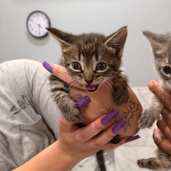 CUTIE -  Domestic Medium Hair Cat for Adoption in West Palm Beach, Florida - CUTIE | PetCurious