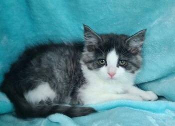 Domestic Long Hair Cats Available for Adoption in Lake City, Michigan - 7057 (Rory) | PetCurious