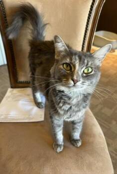 Gigi -  Domestic Medium Hair Cat for Adoption in Las Vegas, Nevada - Gigi | PetCurious