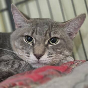 Simon -  Domestic Short Hair Cat for Adoption in Pittsford, Vermont - Simon | PetCurious