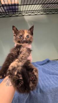 Bernadette -  Domestic Short Hair Cat for Adoption in Athens, Tennessee - Bernadette | PetCurious