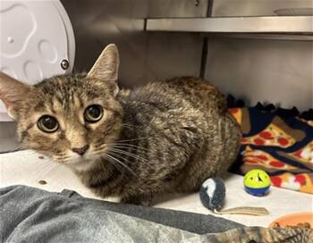 JINDI -  Domestic Short Hair Cat for Adoption in Fort Wayne, Indiana - JINDI | PetCurious
