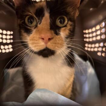 Eloise -  Domestic Short Hair Cat for Adoption in West Palm Beach, Florida - Eloise | PetCurious