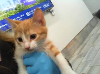 Domestic Short Hair Cats Available for Adoption in Charlotte, North Carolina - SYRINX | PetCurious