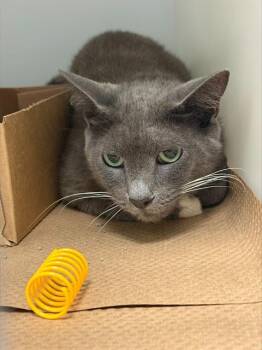 LANI -  Domestic Short Hair Cat for Adoption in Palmetto, Florida - LANI | PetCurious