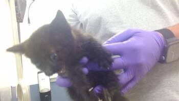 Domestic Short Hair Cats Available for Adoption - LISA | PetCurious