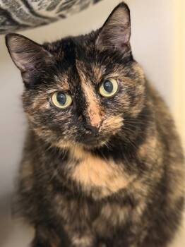 Audrey -  Domestic Short Hair Cat for Adoption in Menomonie, Wisconsin - Audrey | PetCurious
