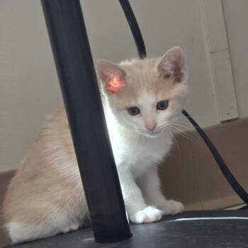 Eggs -  Domestic Short Hair Cat for Adoption in Midland, Texas - Eggs | PetCurious