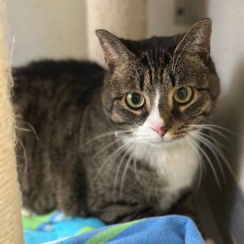 Rescue Domestic Short Hair Cats for Adoption in Brownsboro, Alabama - Cocoa (Starfire) Robinson | PetCurious