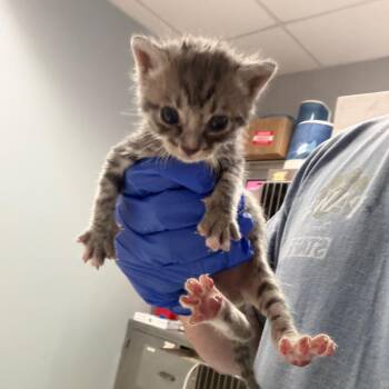 Chanterelle -  Domestic Short Hair Cat for Adoption in Columbus, Georgia - Chanterelle | PetCurious
