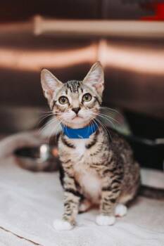 93593A Birch -  Domestic Short Hair Cat for Adoption in North Charleston, South Carolina - 93593A Birch | PetCurious