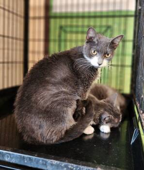 Rescue Domestic Short Hair Cats for Adoption in Perth Amboy, New Jersey - Laverne & Shirley | PetCurious