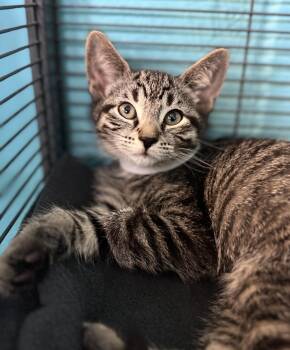 Phoebe -  Domestic Short Hair Cat for Adoption in Long Beach, New York - Phoebe | PetCurious