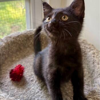 Junebug -  Domestic Medium Hair Cat for Adoption in Ashland, Ohio - Junebug | PetCurious