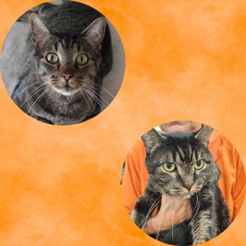 Rescue Tabby Cats for Adoption in Dallas, Texas - Bonded Pair Mirringo & Mirringa | PetCurious