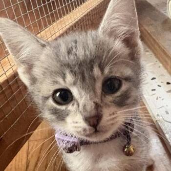 Grace -  Domestic Short Hair Cat for Adoption in Westminster, California - Grace | PetCurious