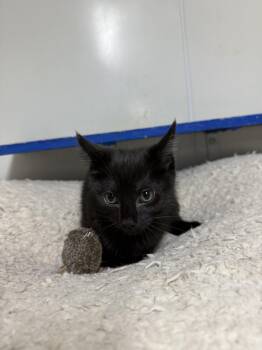 Chrissy -  Domestic Short Hair Cat for Adoption in Hendersonville, Tennessee - Chrissy | PetCurious
