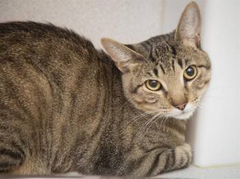 Domestic Short Hair Cats Available for Adoption in Phoenix, Arizona - SLIM | PetCurious