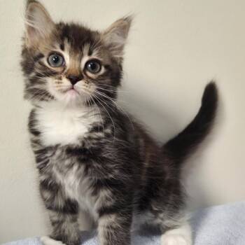Arnica -Preadoption ONLY -  Domestic Medium Hair Cat for Adoption in Chilliwack, British Columbia - Arnica -Preadoption ONLY | PetCurious