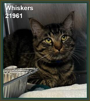 WHISKERS -  Domestic Medium Hair and Tabby Cat for Adoption in Marietta, Georgia - WHISKERS | PetCurious