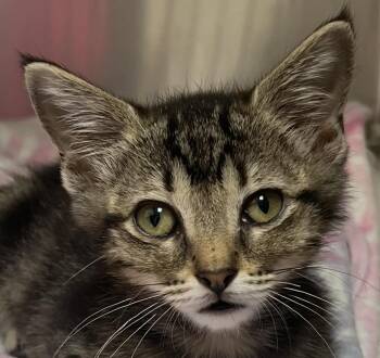 Molly -  Domestic Short Hair Cat for Adoption in Independence, Missouri - Molly | PetCurious