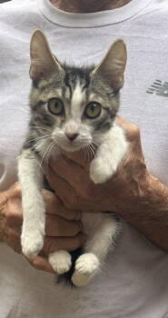 Rescue Tabby Cats for Adoption in Napa, California - Jet | PetCurious