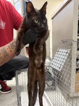 A185693 -  Domestic Short Hair Cat for Adoption in Pasadena, Texas - A185693 | PetCurious
