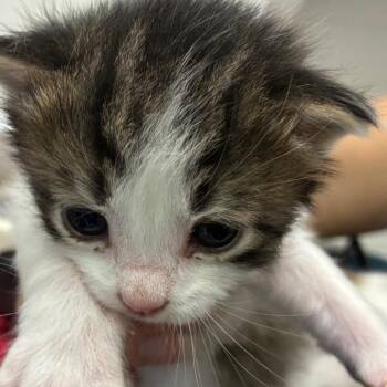 Indigo -  Domestic Medium Hair Cat for Adoption in Corpus Christi, Texas - Indigo | PetCurious