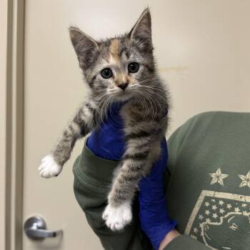 Queen Latifur -  Domestic Short Hair Cat Available for Adoption in Kearney, Nebraska - Queen Latifur | PetCurious