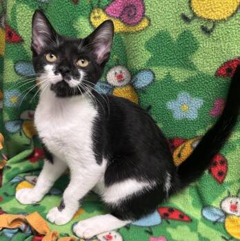 Moe -  Domestic Short Hair Cat for Adoption in Madison, Georgia - Moe | PetCurious