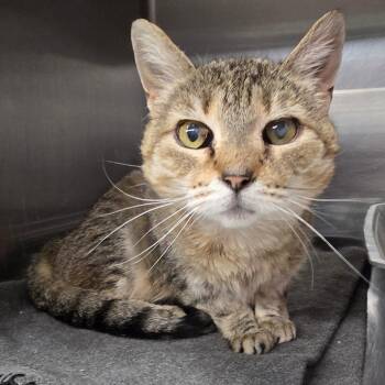 Empress Eclair -  Domestic Short Hair Cat for Adoption in Spokane, Washington - Empress Eclair | PetCurious
