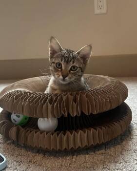 IVY -  Domestic Short Hair Cat for Adoption in Broomfield, Colorado - IVY | PetCurious
