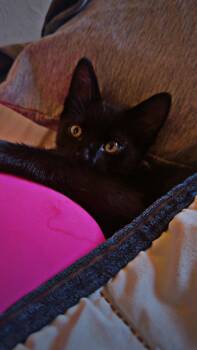 Bear ( Nicole ) -  Domestic Short Hair Cat for Adoption in Napa, California - Bear ( Nicole ) | PetCurious