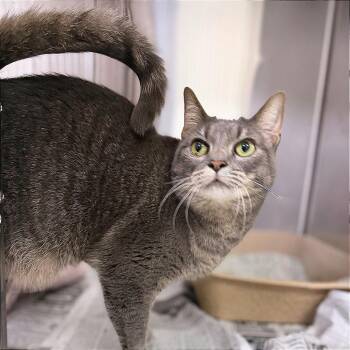 Boo -  Domestic Short Hair Cat for Adoption in Bentonville, Arkansas - Boo | PetCurious