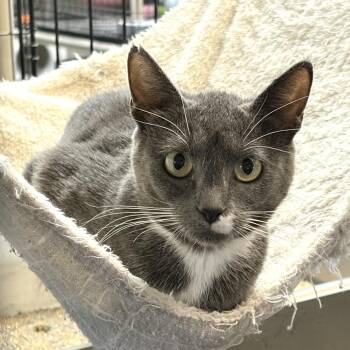 Leah -  Domestic Short Hair Cat for Adoption in Blackfoot, Idaho - Leah | PetCurious