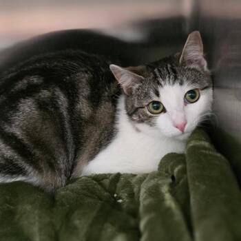Domestic Short Hair Cats Available for Adoption in Chapel Hill, North Carolina - Fizzy | PetCurious