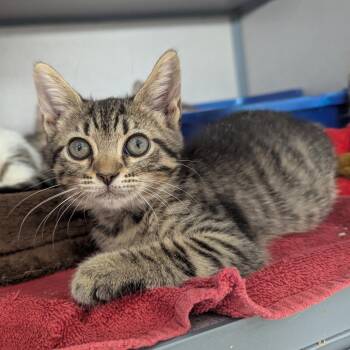 Snooki -  Domestic Short Hair Cat for Adoption in Evansville, Indiana - Snooki | PetCurious