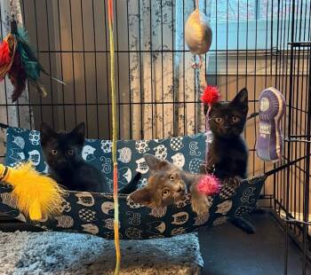 Domestic Short Hair Cats Available for Adoption - Hendrix | PetCurious