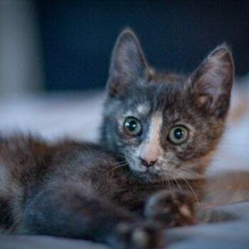 Brioche -  Domestic Short Hair Cat for Adoption in Talent, Oregon - Brioche | PetCurious