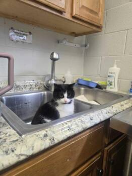 Domestic Short Hair Cats Available for Adoption - TV | PetCurious