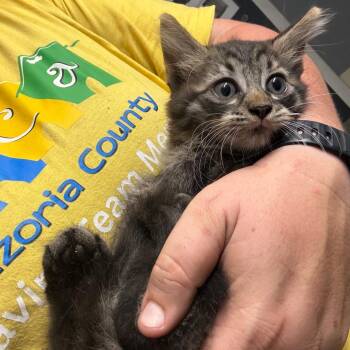 Biscotti -  Domestic Medium Hair Cat for Adoption in Lake Jackson, Texas - Biscotti | PetCurious