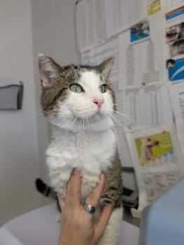 Domestic Short Hair Cats Available for Adoption - Eugene | PetCurious